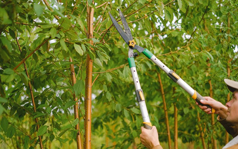 Tree trimming in Minden, NE
